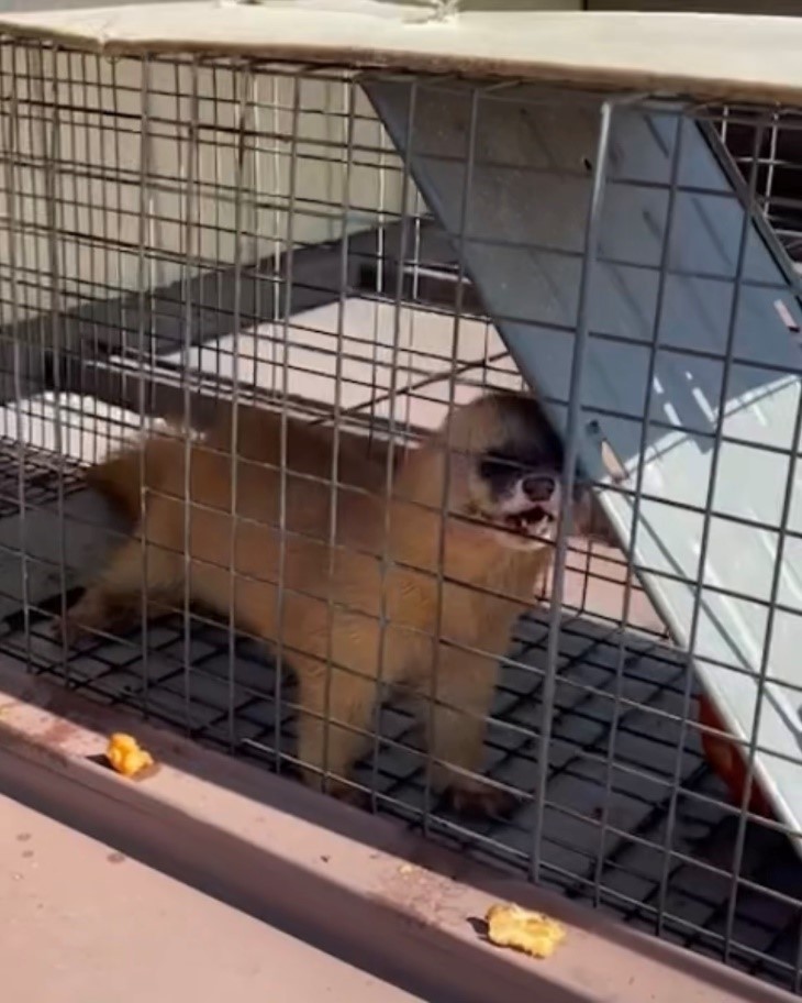 小動物の駆除